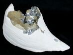 Fossil Whelk With Calcite and Bivalves #5532-3